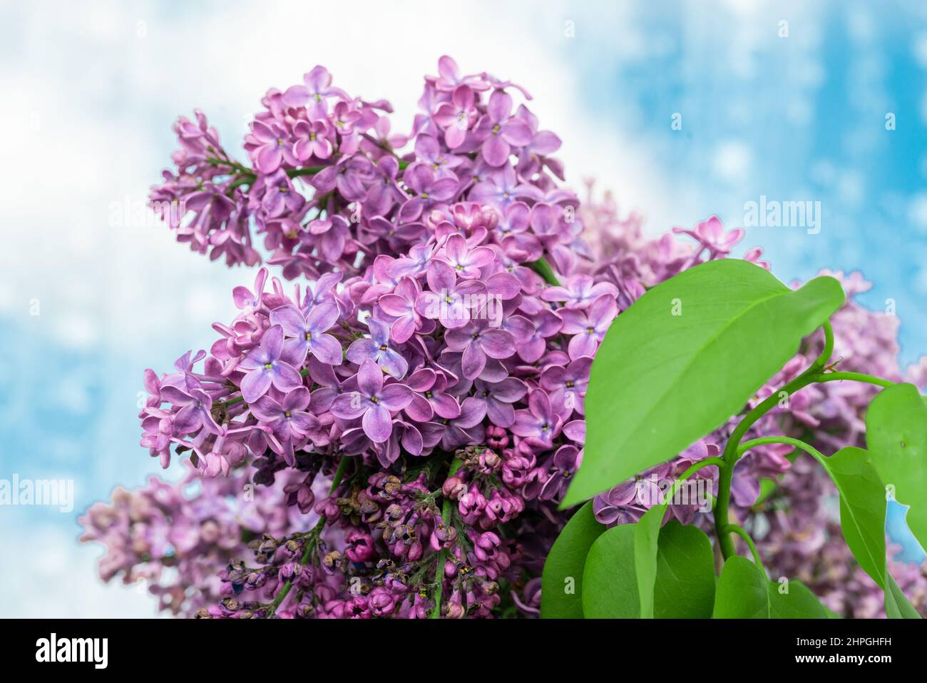 Les fleurs de lilas pourpres fleurissent dans le jardin, en arrière-plan de printemps Banque D'Images