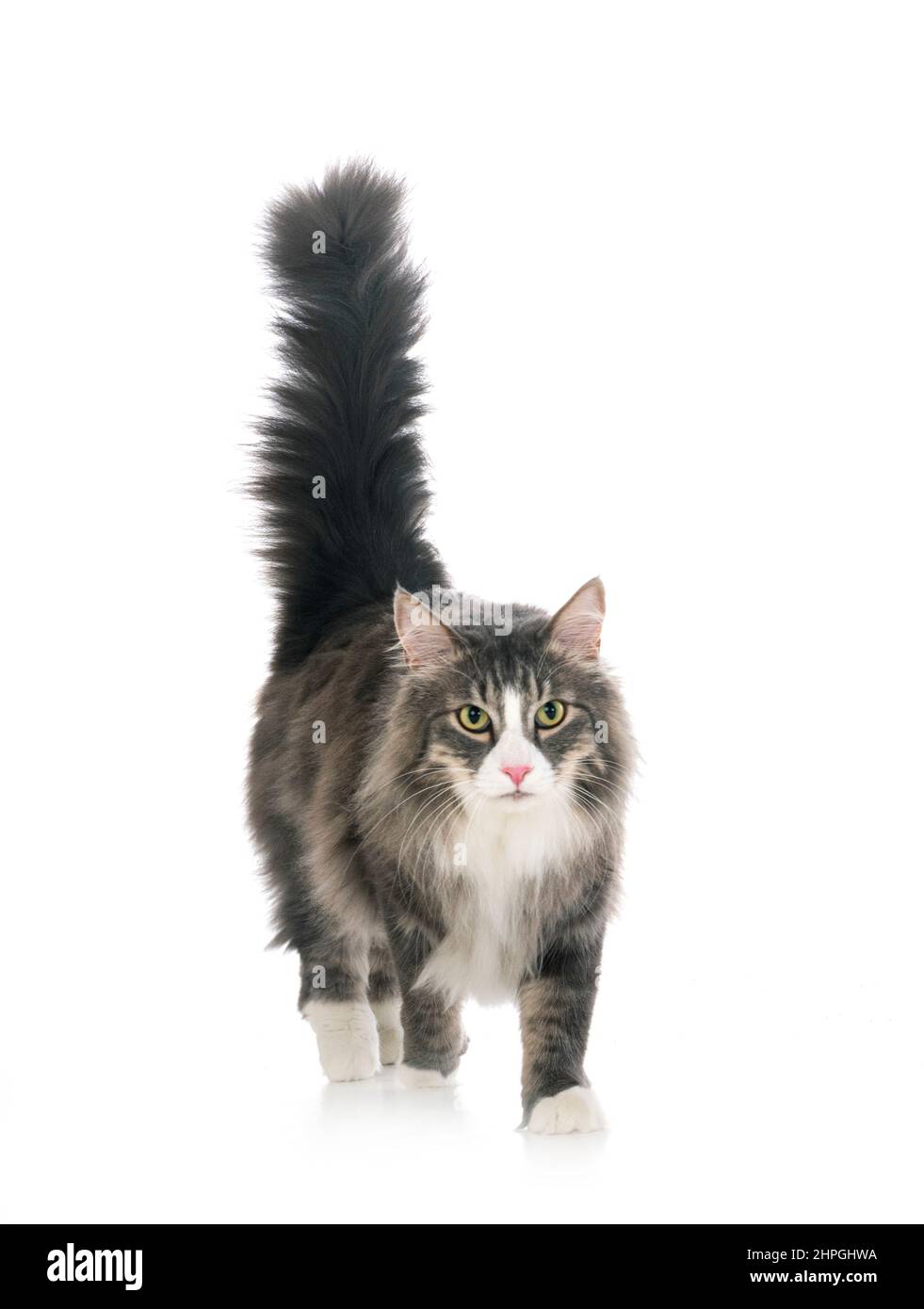 Norwegian Forest Cat devant un fond blanc Banque D'Images