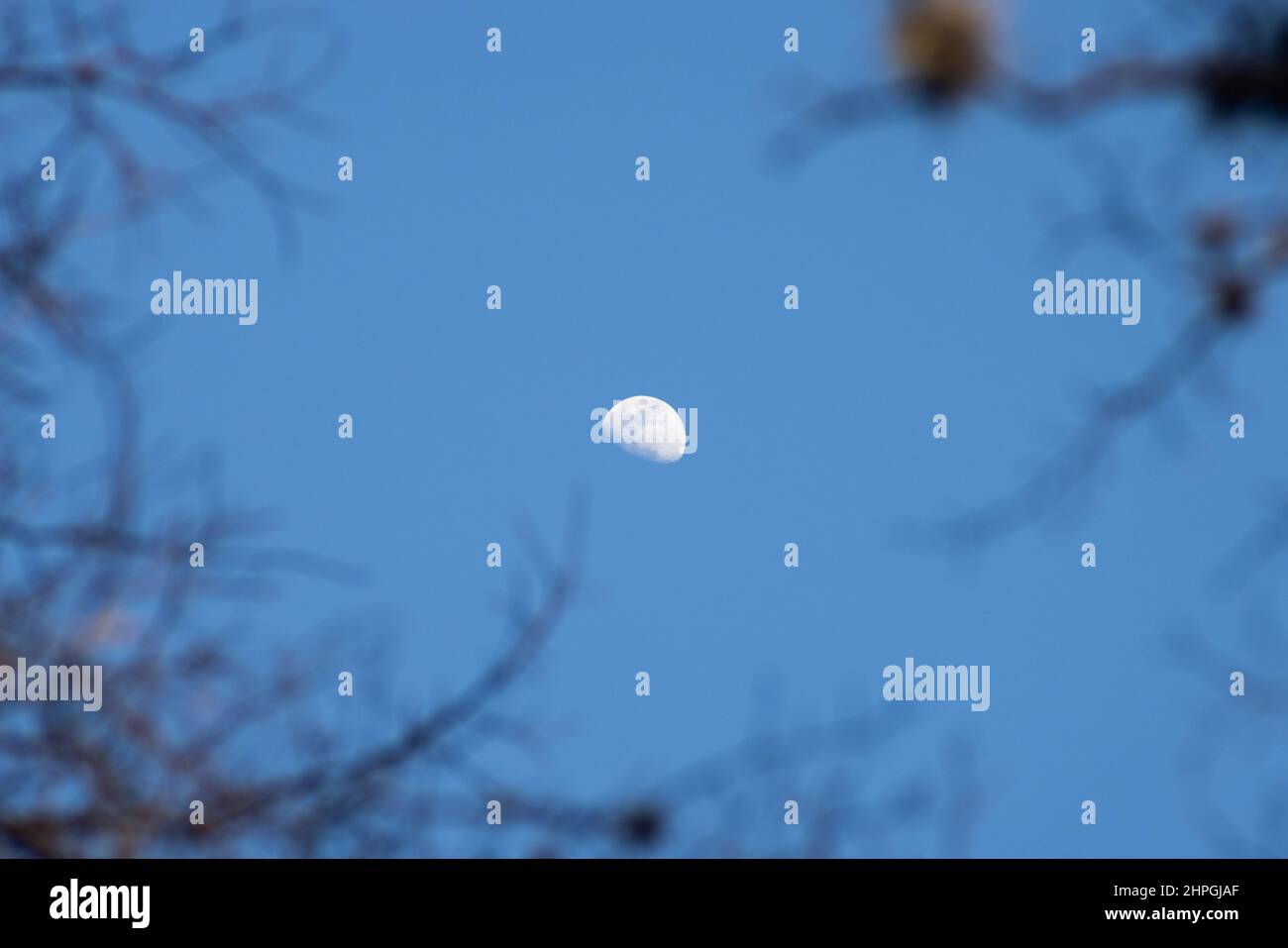 Lune de jour encadrée par des branches d'arbre floues. Arrière-plan de nuit avec demi-lune au centre du cadre Banque D'Images