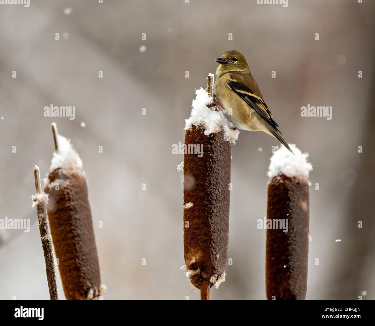 Vue rapprochée de l'American Goldfinch, perchée sur une queue de chat avec un arrière-plan flou et de la neige tombant dans son environnement et son habitat environnant. Banque D'Images