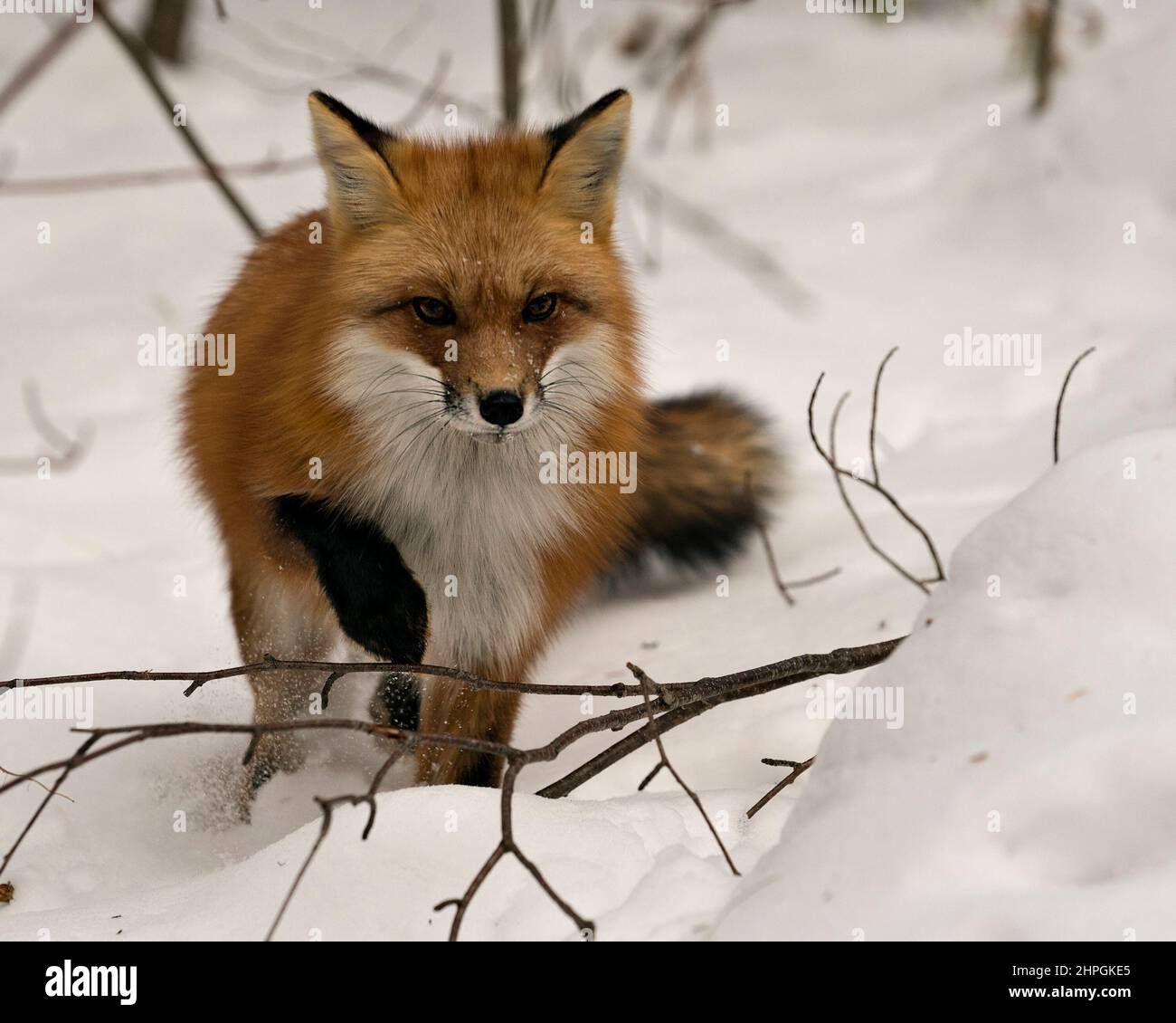 Profil du renard roux en gros plan en hiver dans son environnement et son habitat avec fond de neige et queue de renard broussaillée, fourrure. Fox image. Banque D'Images