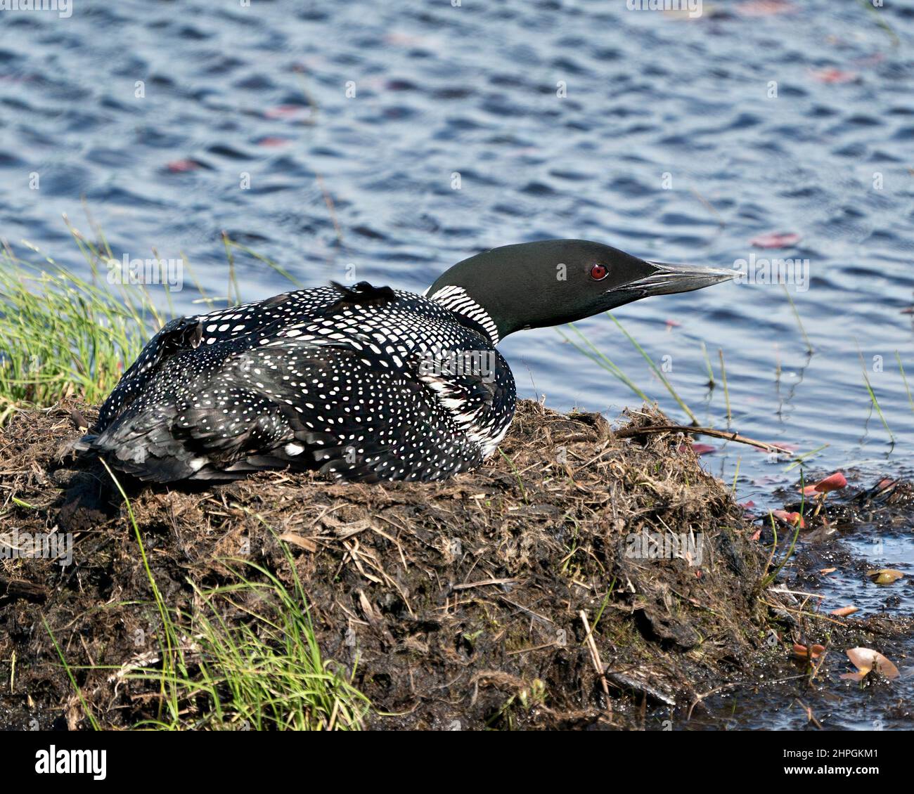 Loon nichant et gardant le nid près de la rive du lac dans son environnement et son habitat avec un arrière-plan flou.Image Loon Nest.Lac Loon.Loon dans humide Banque D'Images