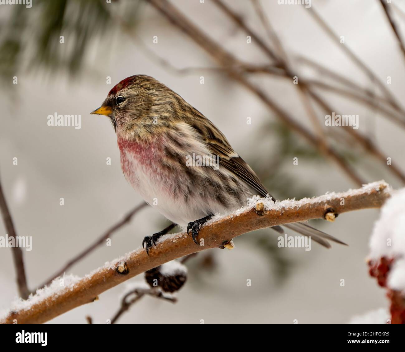 Vue en gros plan du Red Poll en hiver perchée avec un arrière-plan flou dans son environnement et son habitat environnant. Banque D'Images
