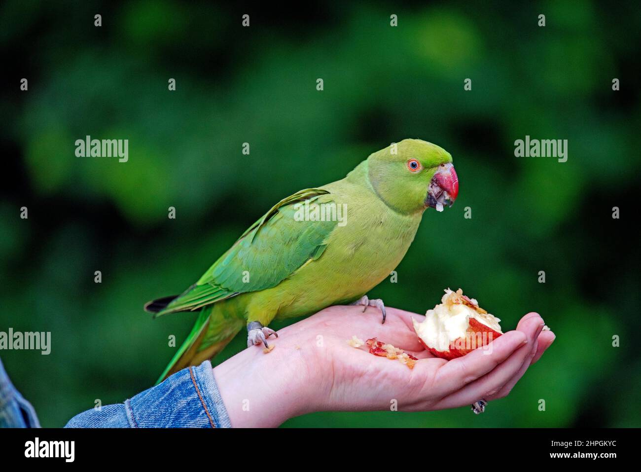 Parakeet à col en anneau - Psittacula krameria oiseau sauvage à col en anneau mangeant de la pomme de la main des dames, centre de Londres Banque D'Images