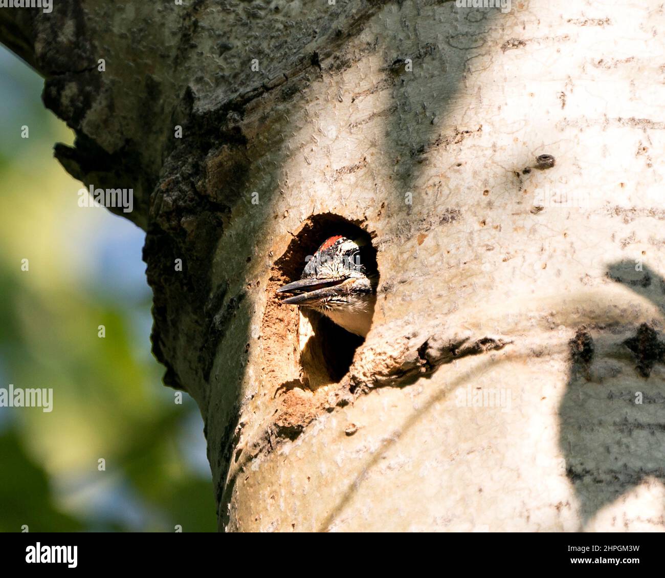 Le bébé Woodgpecker sort de sa maison de nid en attendant d'être alimenté par le parent dans son environnement et son habitat environnant. Vue de la tête. Image de pic de bois. Banque D'Images