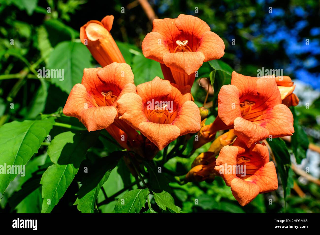 Beaucoup de fleurs rouges orange vif et de feuilles vertes de plante de Campsis radicans, communément connu comme la trompette ou le super-réducteur, la vache ou la vigne d'oiseau-colibris, Banque D'Images