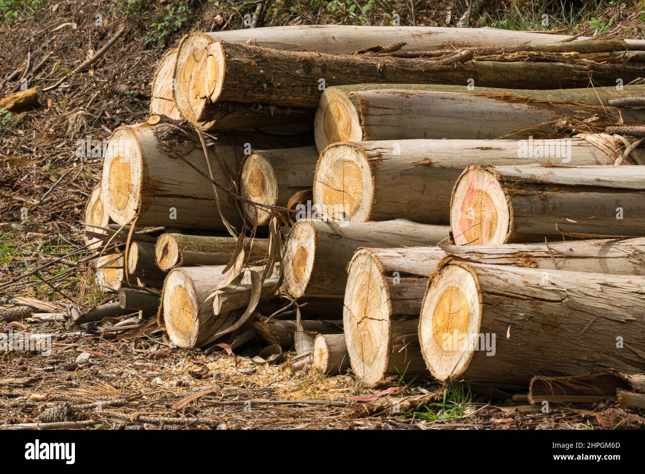Les rondins d'eucalyptus sont coupés et empilés au bord d'une route forestière Banque D'Images