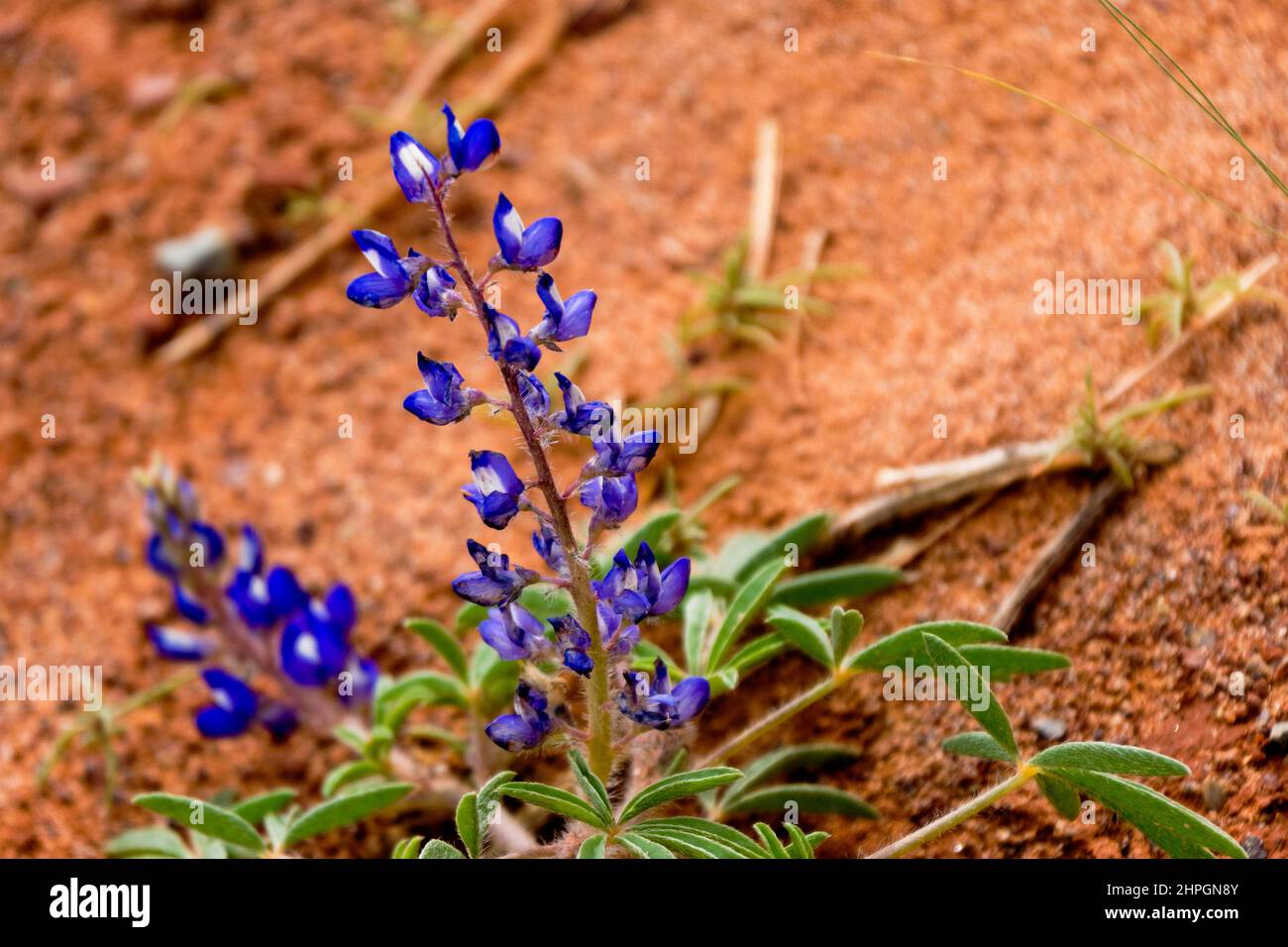 Fleurs de lupin sauvages lupinus perennis fleurissant dans un désert Banque D'Images