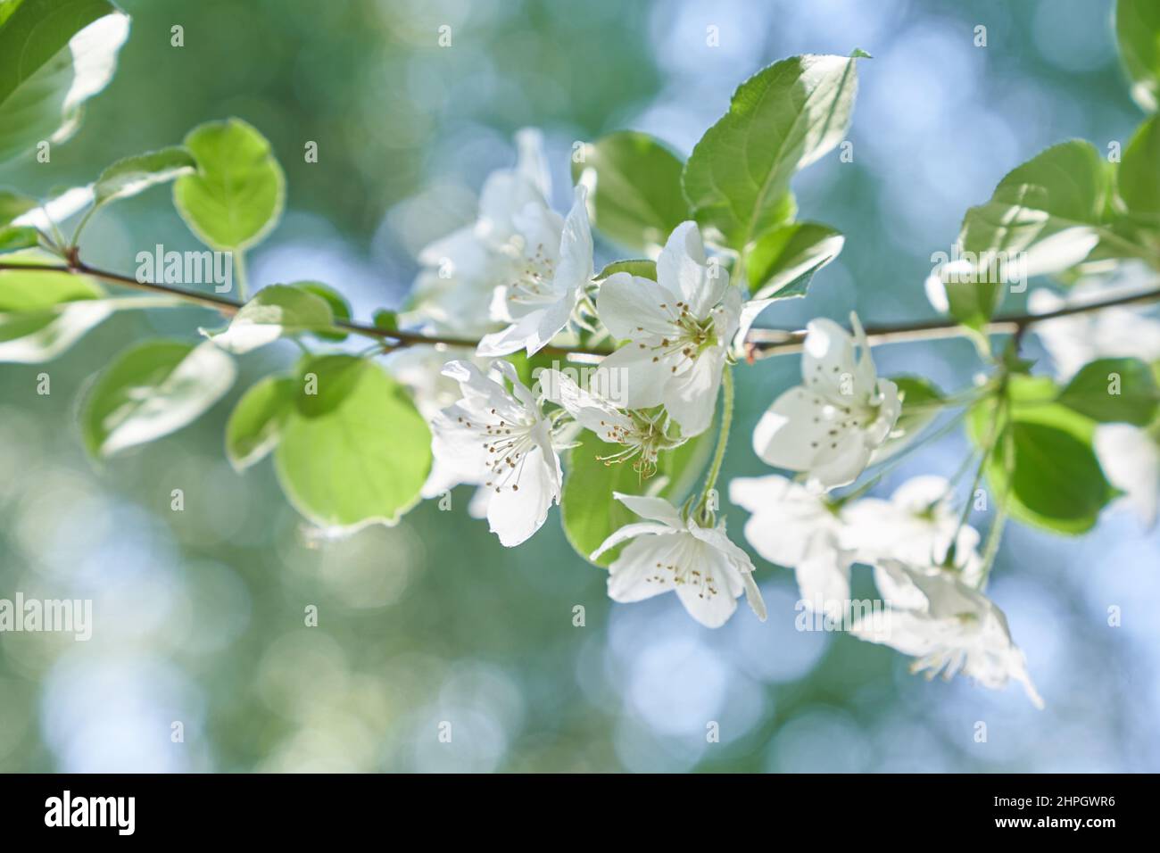 Gros plan d'une branche de pommier. Branche d'un pommier en fleur avec des pétales blancs dans le vent. Photo de haute qualité Banque D'Images