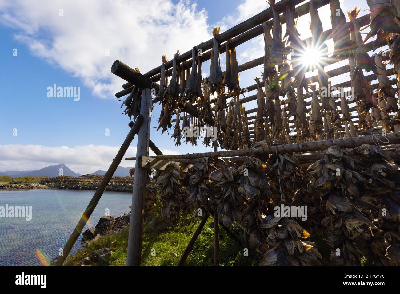 Poisson de morue séchant sur des casiers en bois traditionnels au soleil dans les îles Lofoten, Norvège, Europe Banque D'Images