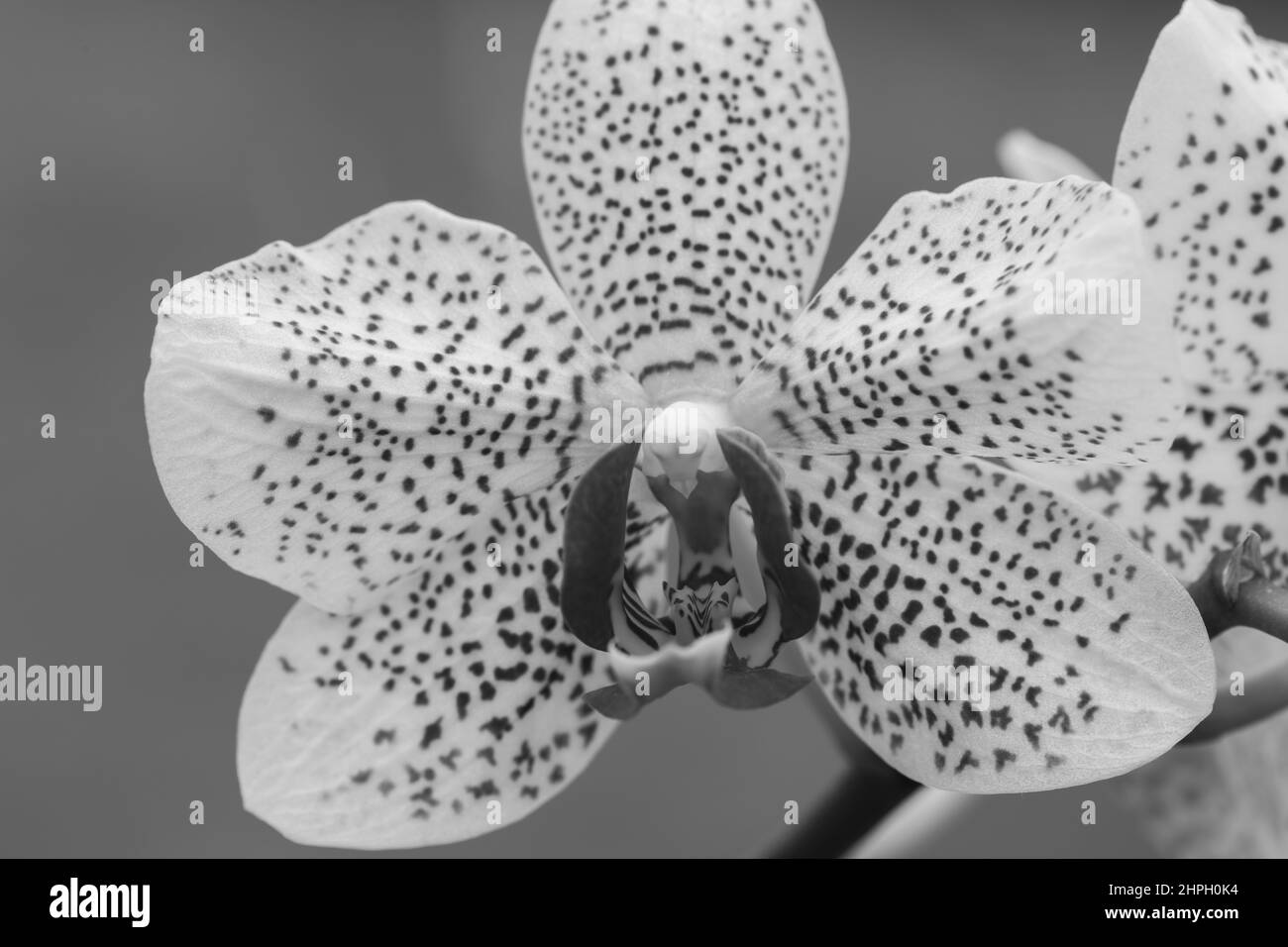Photo en noir et blanc d'une orchidée de soleil de Floride en fleur Banque D'Images