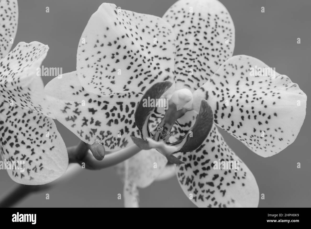 Photo en noir et blanc d'une orchidée de soleil de Floride en fleur Banque D'Images