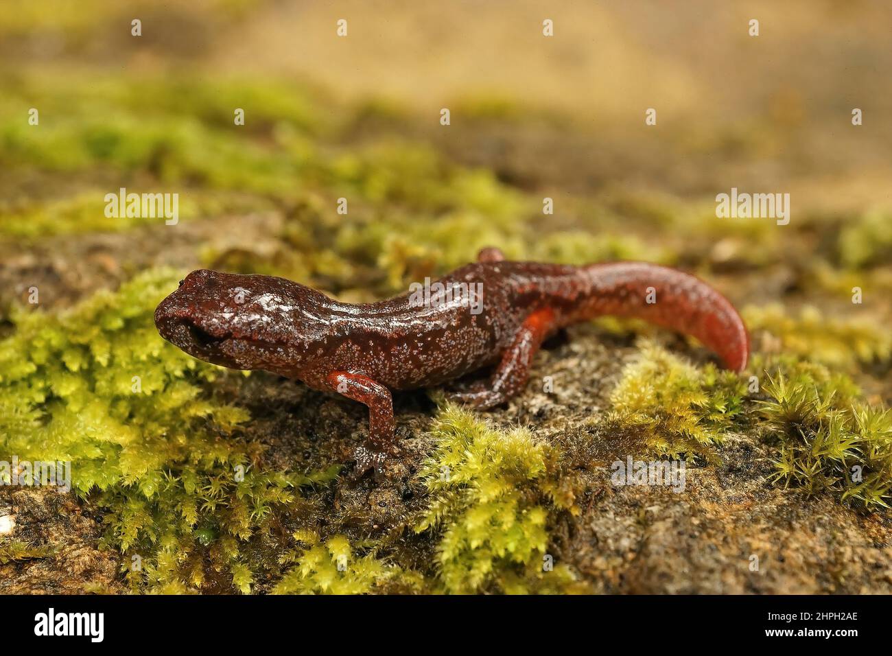 Gros plan sur une salamandre Ensatina eschscholtzii, sous-adulte colorée, assise sur de la mousse verte Banque D'Images