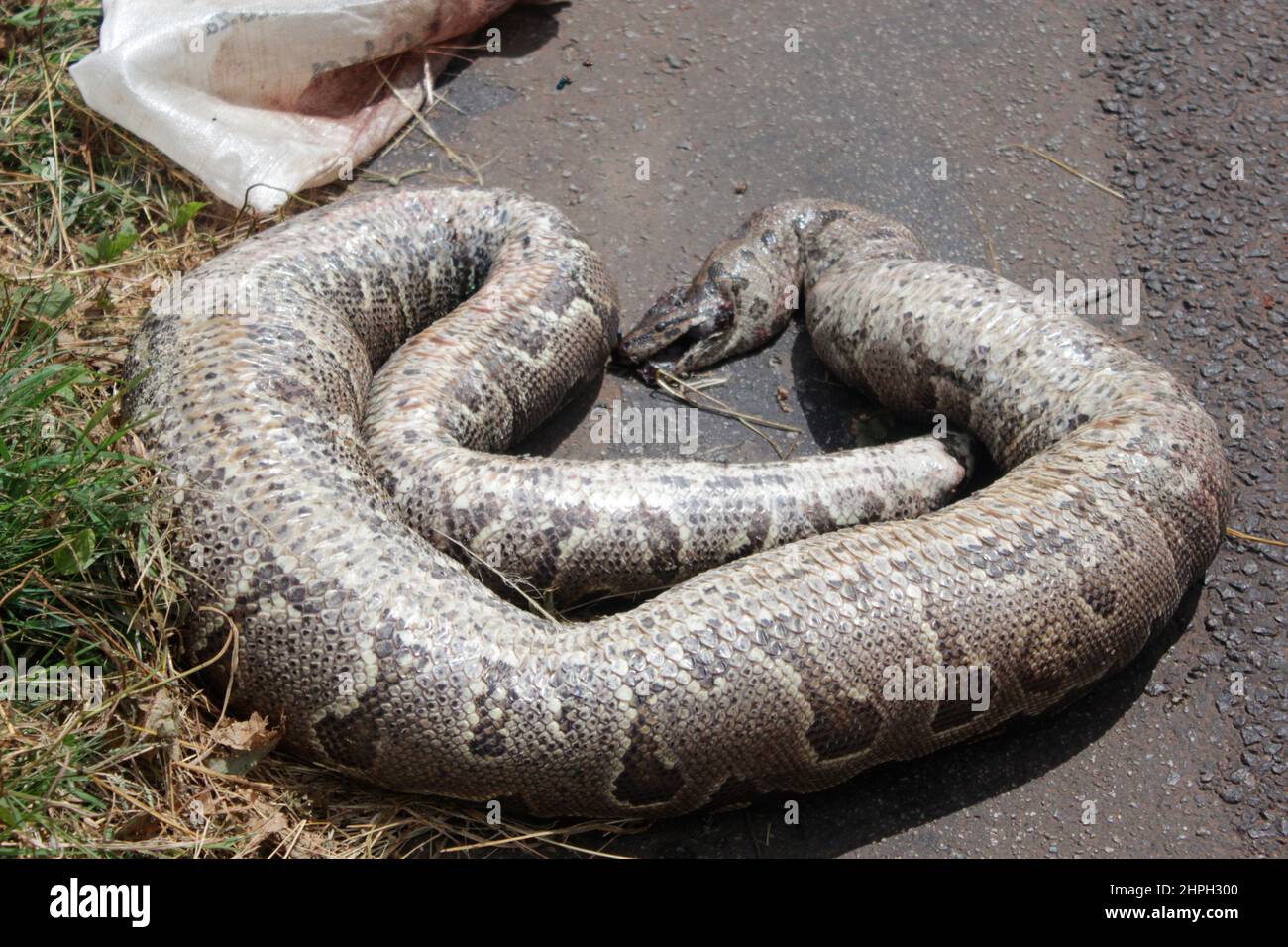 Un python mort est vu sur la route de Borrowdale, Harare. On ne sait pas comment le serpent mort s'est enroulé sur la route comme des pythons sont rarement vus dans les villes et sont considérés comme une espèce en voie de disparition. Zimbabwe. Banque D'Images