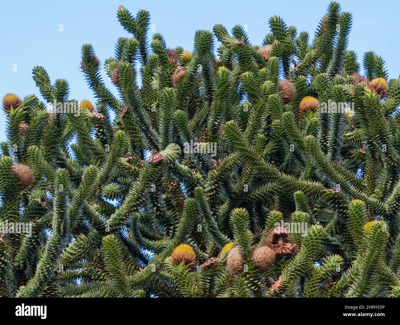 Arbre de casse-tête de singe, Araucaria araucana, arbre à feuilles persistantes, originaire du sud du Chili, de l'ouest de l'Argentine, espèces les plus hardieuses, conifères, verts, piqueux, raides, feuilles Banque D'Images