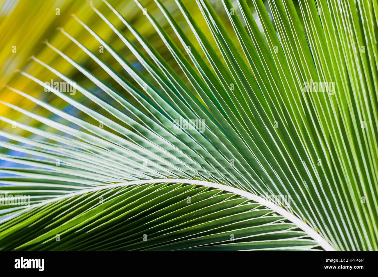 Motif feuilles de palmier vert frais, texture naturelle abstraite de la photo d'arrière-plan Banque D'Images