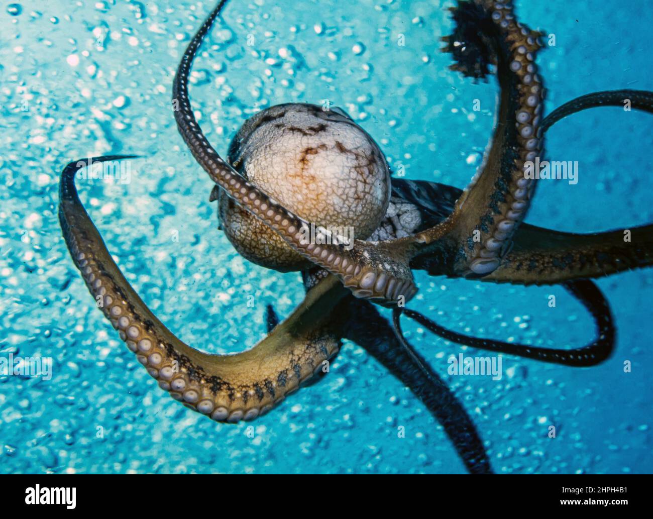 L'octopus est un mollusque doux, huit limbed de l'ordre de l'Octopoda Banque D'Images