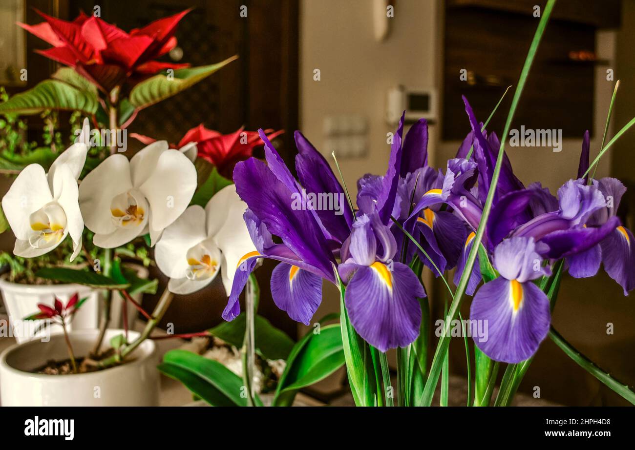 Belles fleurs d'iris pourpre, orchidée blanche en fleurs et poinsettia rouge dans des pots de fleurs blanches sur la table Banque D'Images