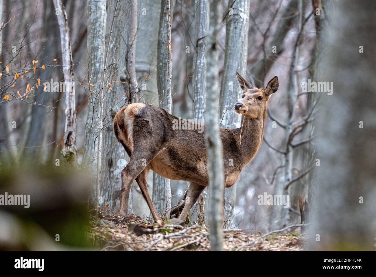 Un cerf de Virginie (Cervus elaphus) dans la forêt. Montagnes de Bieszczady, carpates, Pologne. Banque D'Images