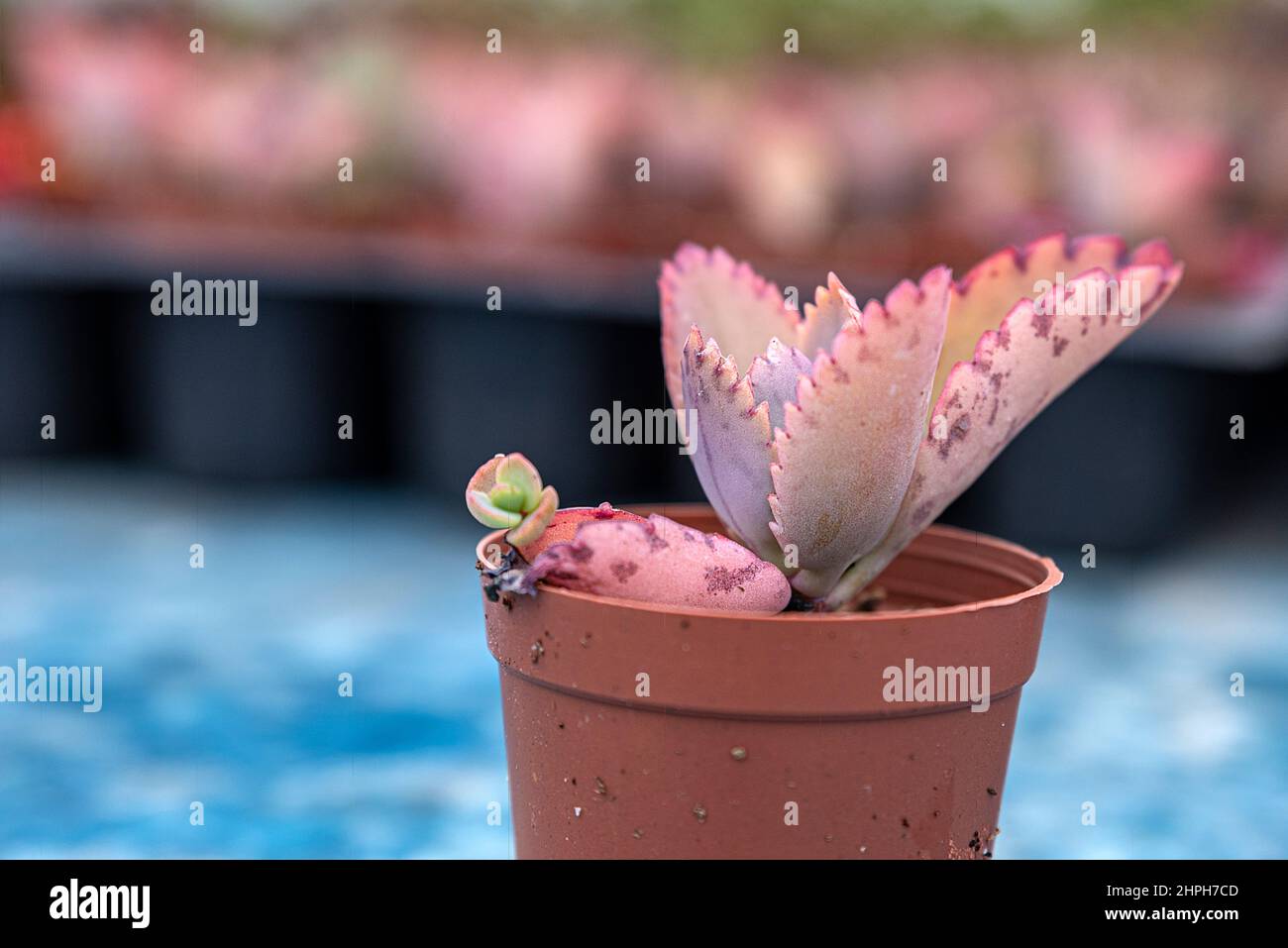 Beaucoup de fleurs et de jeunes arbres sont cultivés dans des serres dans le district de Bayindir à Izmir, les succulents et les cactus sont cultivés à partir d'eux. Banque D'Images