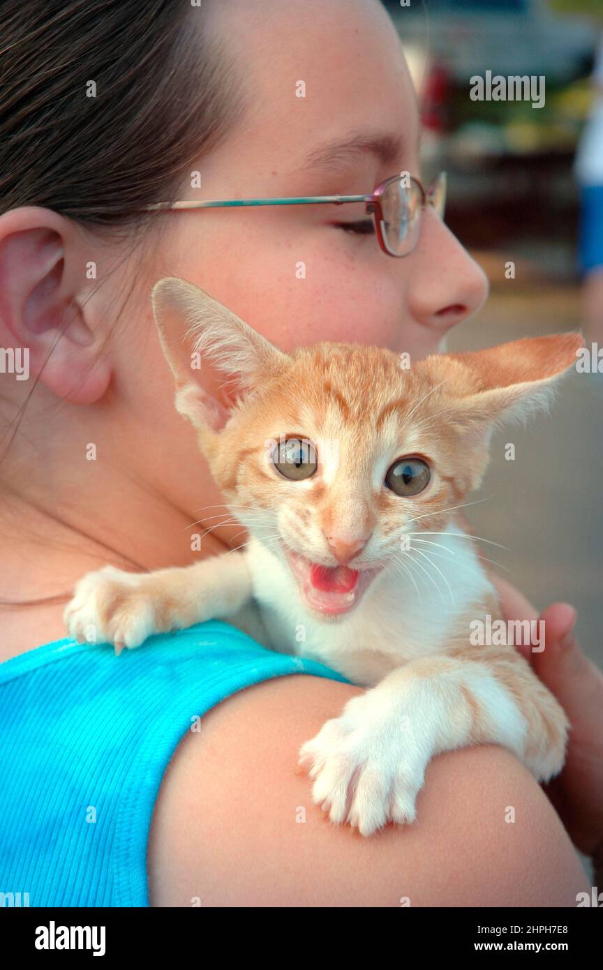 11 ans avec ici nouvel animal chat qui est de 16 semaines et un Rex de Cornouailles par Oriental cross Banque D'Images