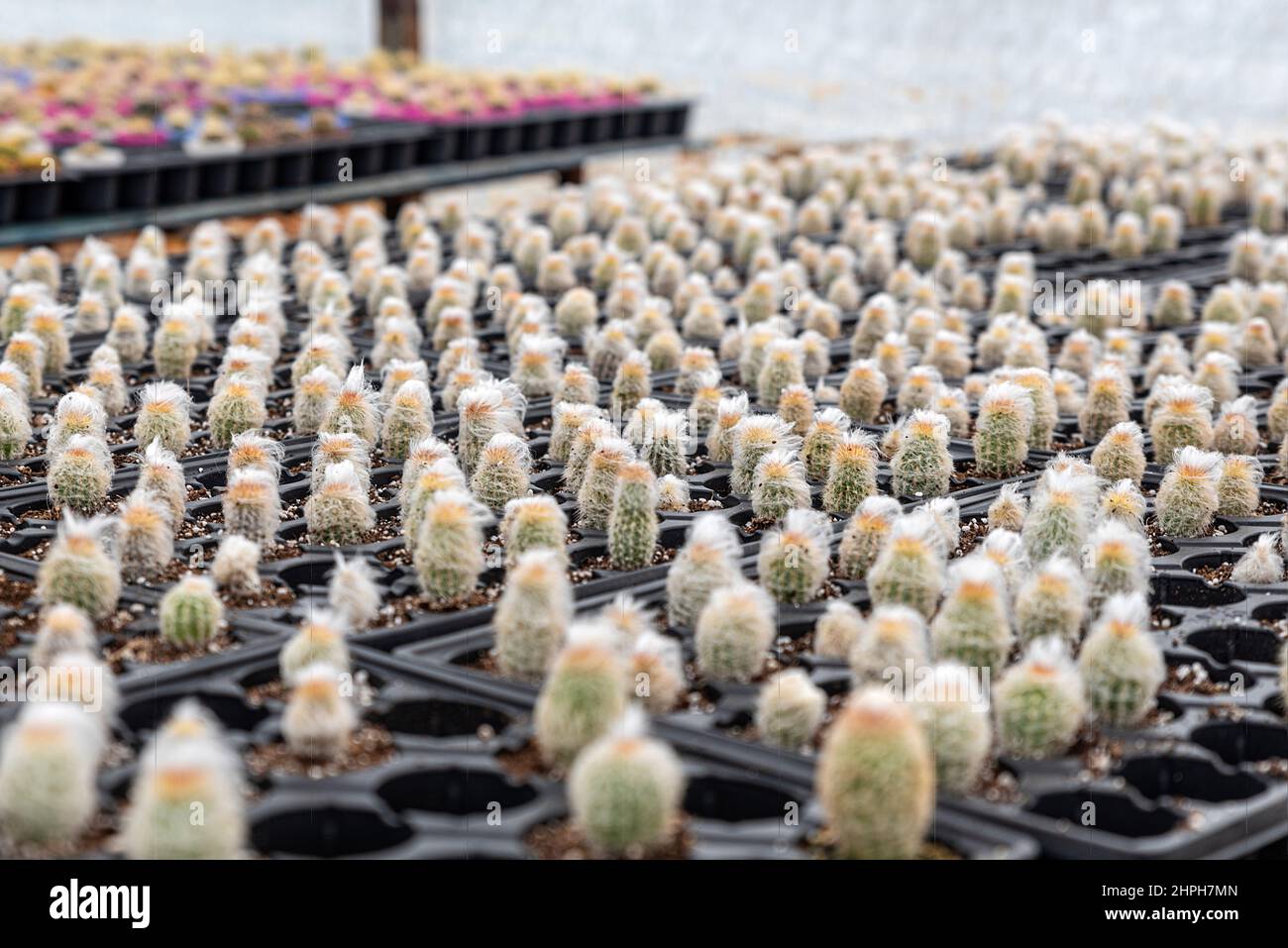 Beaucoup de fleurs et de jeunes arbres sont cultivés dans des serres dans le district de Bayindir à Izmir, les succulents et les cactus sont cultivés à partir d'eux. Banque D'Images