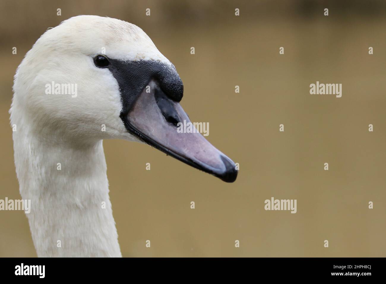 Cygne tuberculé juvénile Banque D'Images