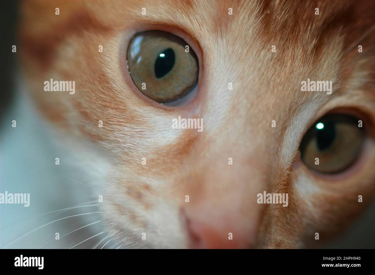 Chaton Age D Une Semaine Banque De Photographies Et D Images A Haute Resolution Page 3 Alamy