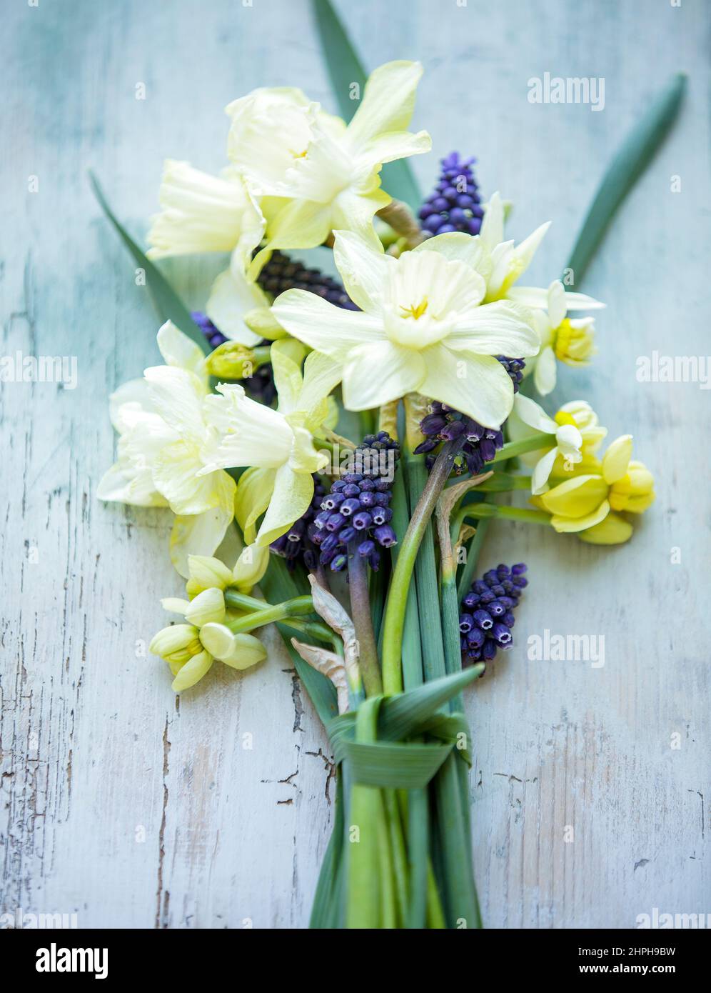 Bouquet de printemps avec narcissi sur fond de bois peint décoloré Banque D'Images