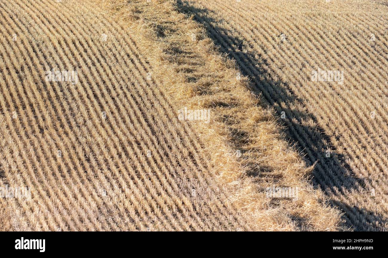 Paille en rangée après la récolte du grain. La paille sera mise en balles et utilisée pour la litière des animaux. Lanarkshire, Royaume-Uni. Banque D'Images