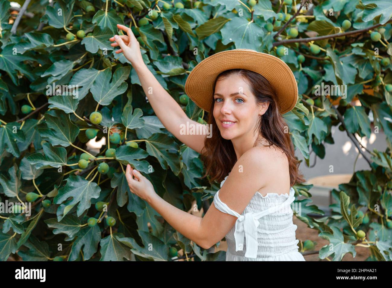 Belle jeune femme en chapeau de paille récolte des figues mûres de figuier dans le verger de jardin. Fille caucasienne en robe romantique élégante cueillant des fruits à la ferme Banque D'Images