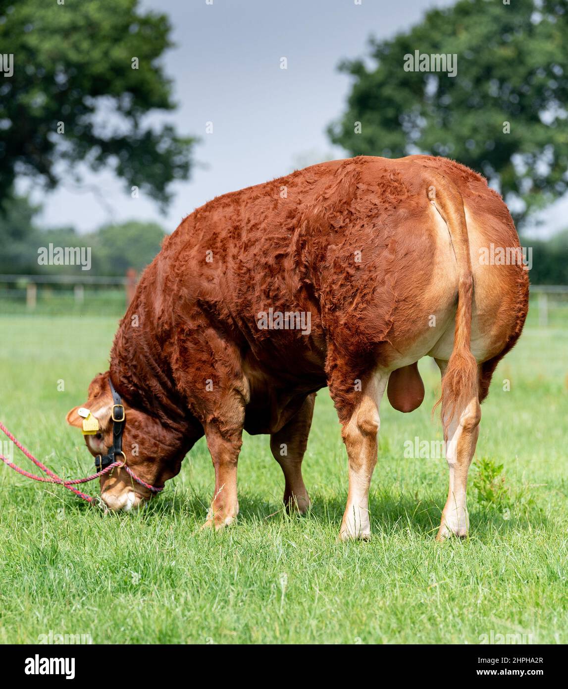 Puissant taureau de race Limousin sur le terrain. North Yorkshire, Royaume-Uni. Banque D'Images