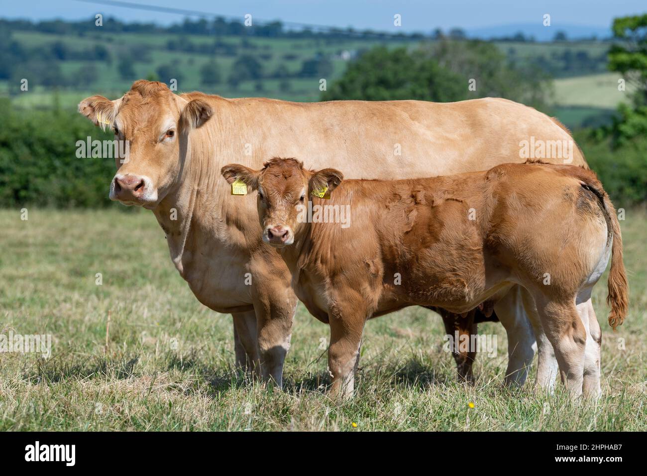 Pedigree bovins de boucherie Limousin avec veaux à pied. Cumbria, Royaume-Uni. Banque D'Images