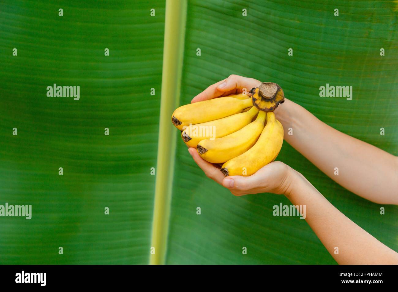 Bananes jaunes fraîches biologiques dans les mains des femmes contre le fond de feuille de banane de la paume de banane dans le jardin tropical avec espace de copie. Femme agriculteur tenant Banque D'Images