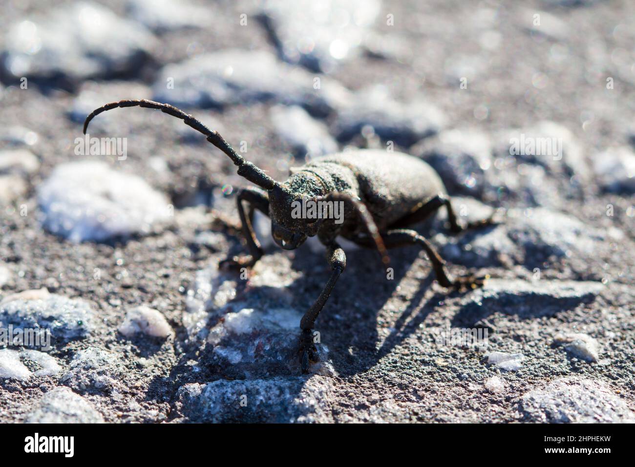 Cerambycidae, Barbel Beetle, Lumberjack Beetle. Vaste et grande famille de coléoptères. L'une des caractéristiques de la famille est une longue segmentation Banque D'Images