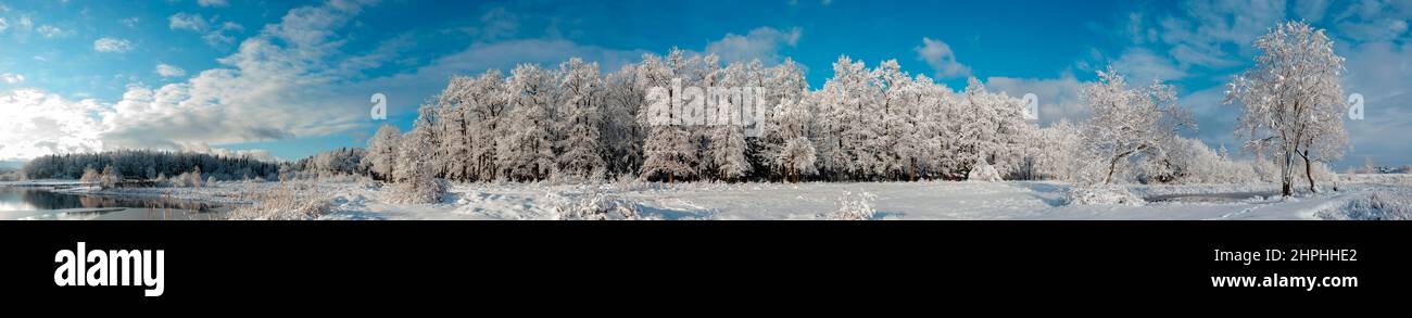 Panorama de la forêt d'hiver et ciel bleu magnifique Banque D'Images