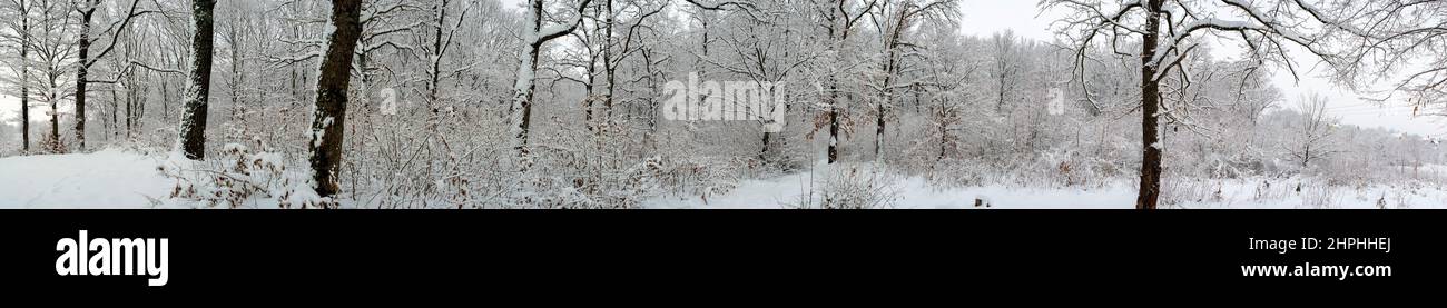 Panorama de la forêt d'hiver et ciel bleu magnifique Banque D'Images