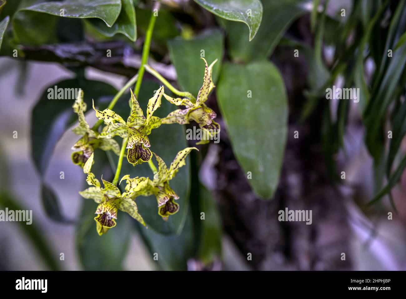 Fleurs jaunes vertes de l'orchidée dendrobium 'Luton vert' Banque D'Images