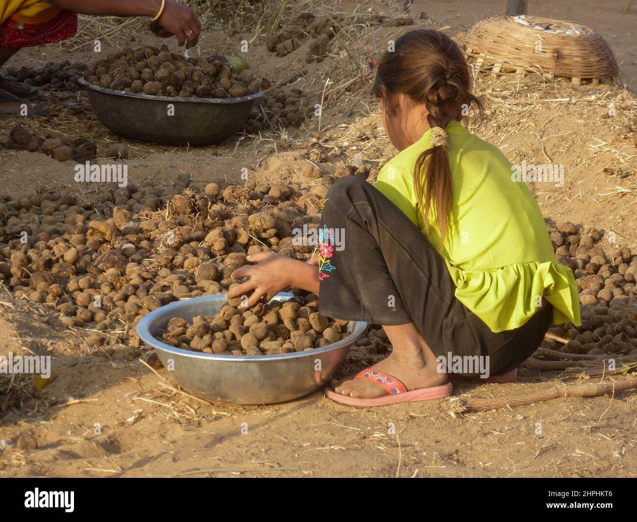 Collecte de fumier au camelfair à Pushkar, Rajasthan, Inde Banque D'Images