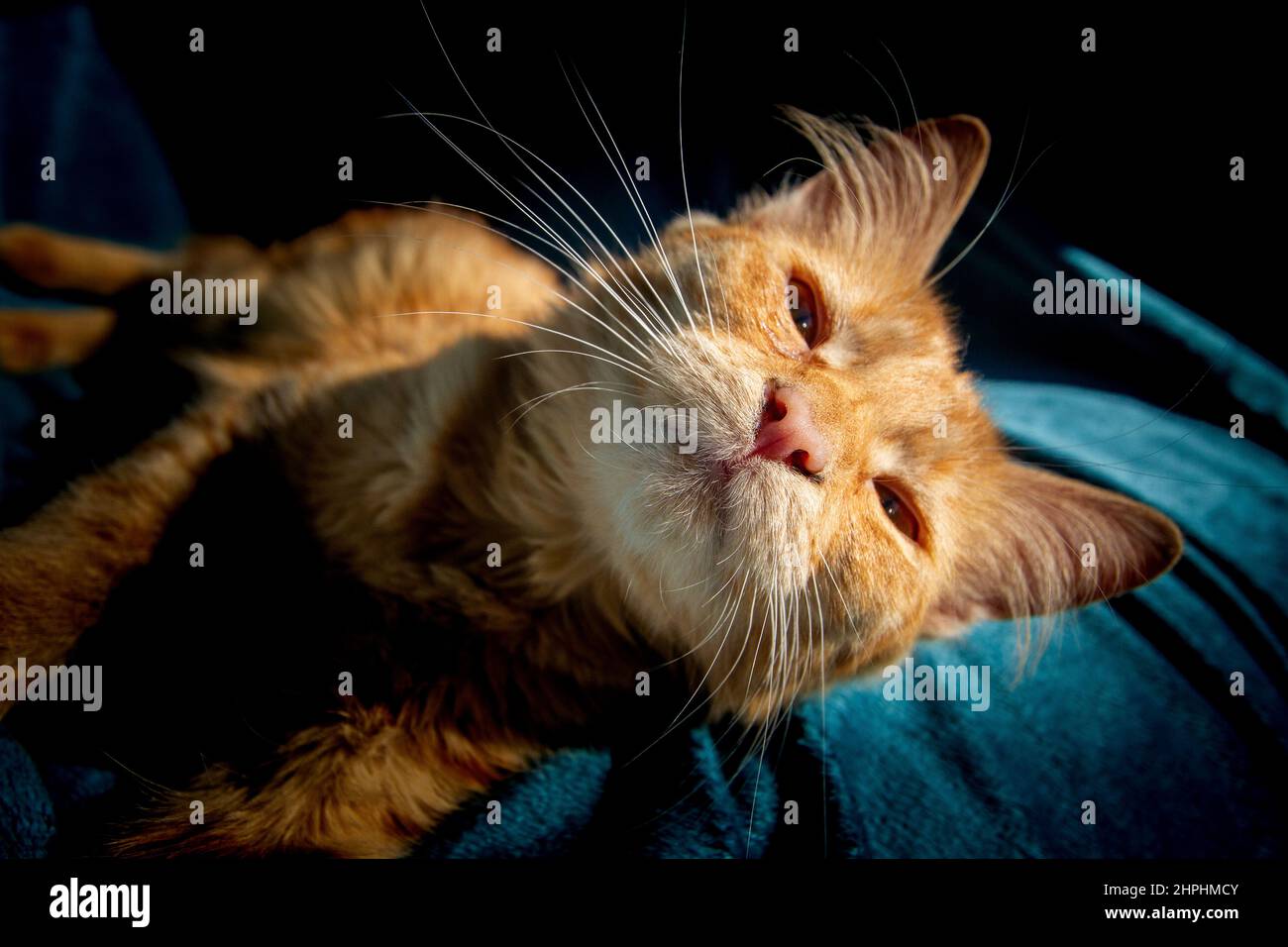 Chats Banque D'Images