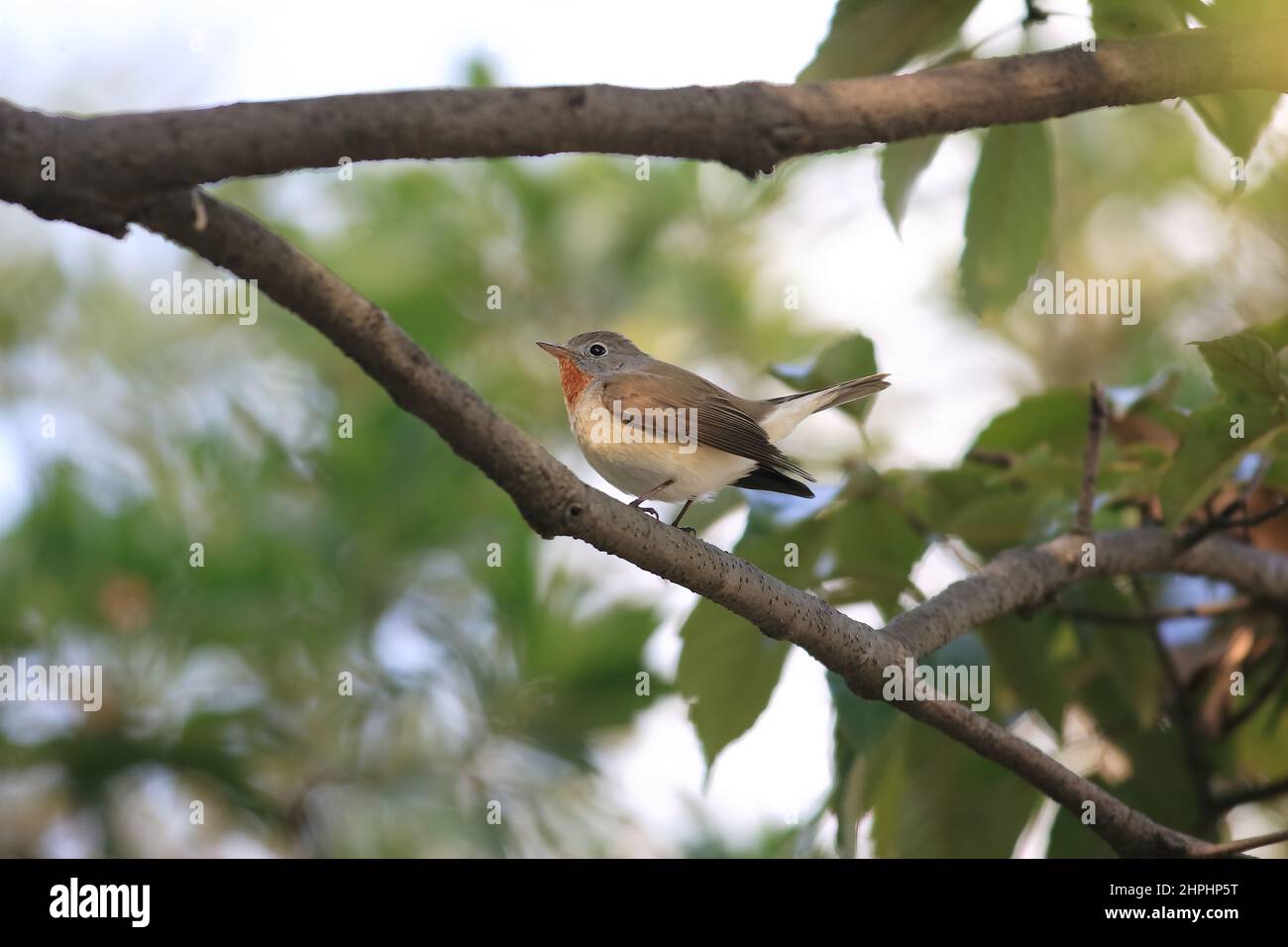 Flycatcher à poitrine rouge (Ficedula parva) mâle au Japon Banque D'Images