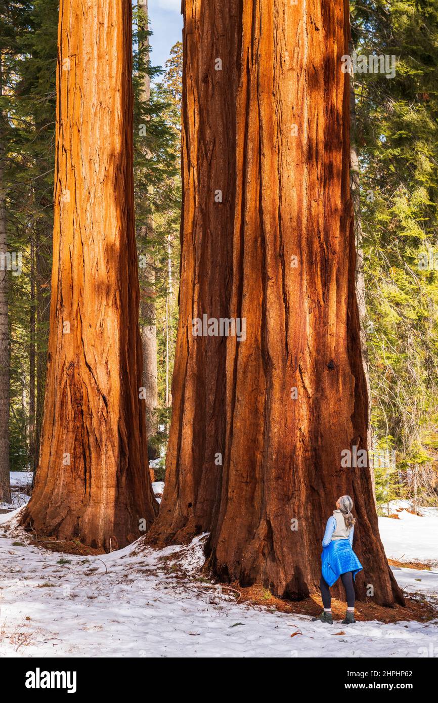 Randonneur sous un séquoia géant dans le Mariposa Grove, parc national de Yosemite, Californie Etats-Unis Banque D'Images