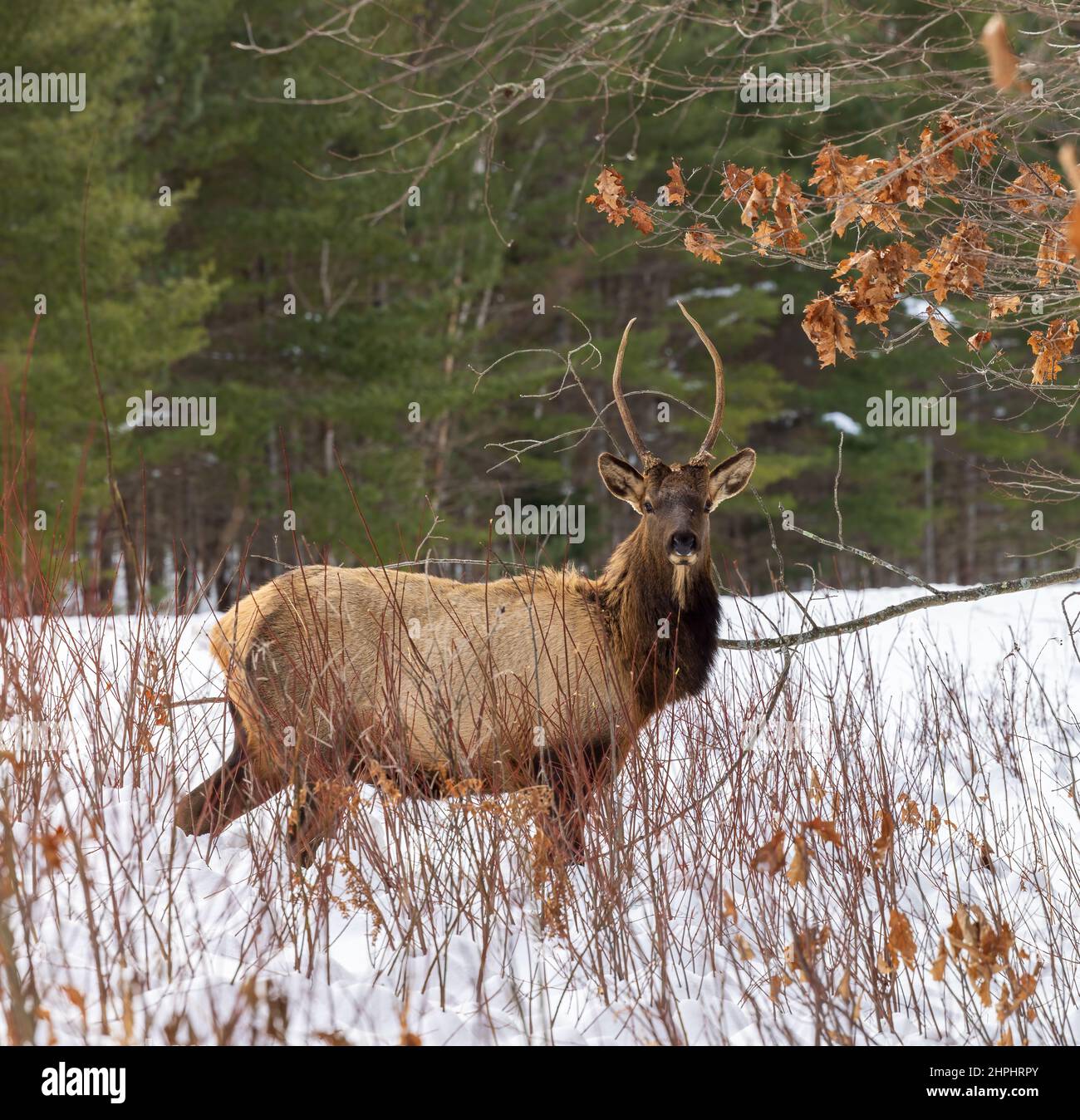 Bull Elk à Clam Lake, Wisconsin. Banque D'Images