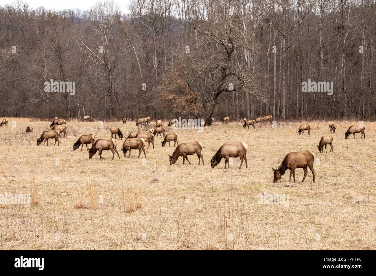 Un troupeau de majestueuses wapitis se trouve dans les prairies de la vallée des Cataloochee, dans les Great Smoky Mountains. Banque D'Images