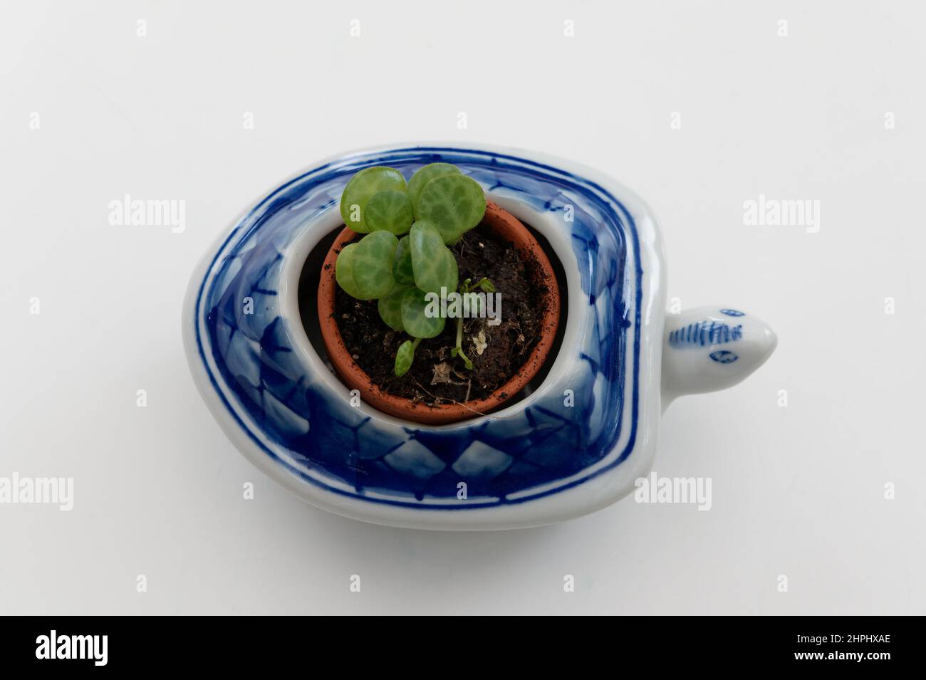 En regardant vers le bas sur une chaîne de plantes de tortues commençant à croître dans un petit pot bleu et blanc de tortue. Les feuilles de la plante ressemblent à des coquilles de turthel. Banque D'Images