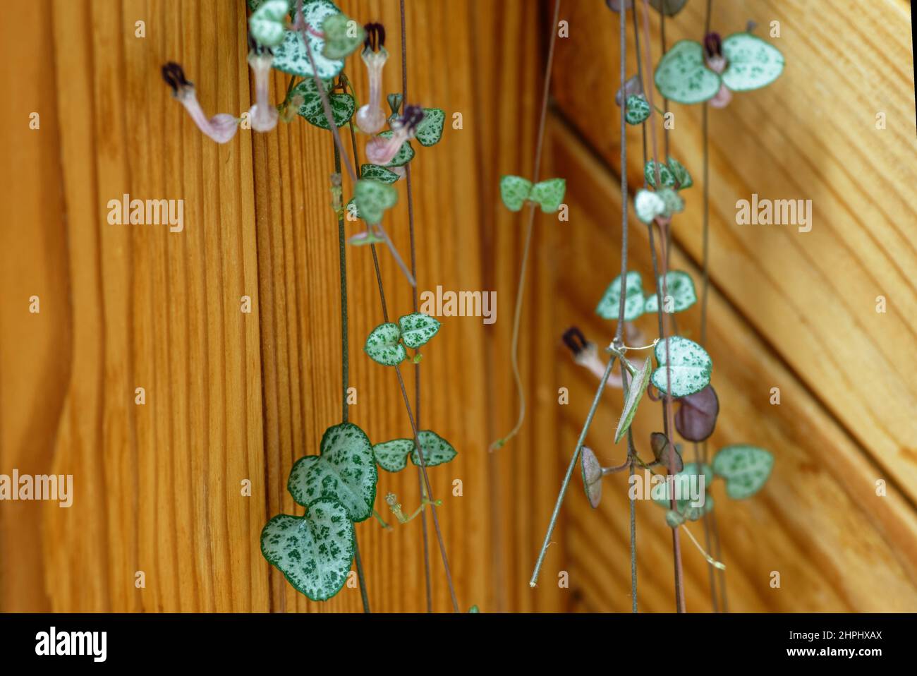 Les feuilles vertes en forme de coeur et les fleurs violettes de la chaîne de la plante de la maison de coeur Banque D'Images