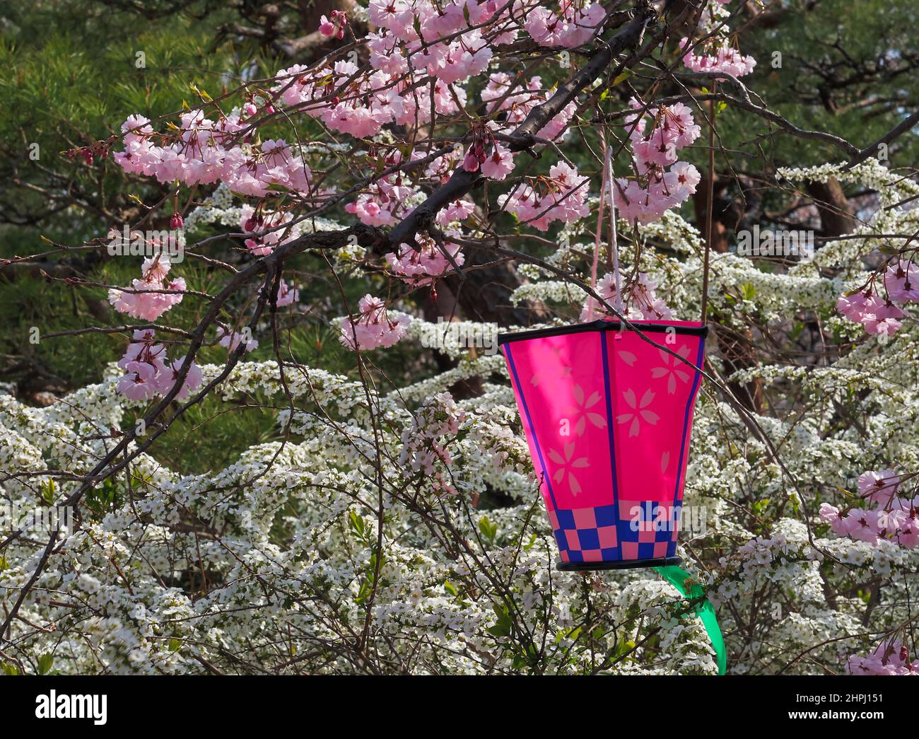 Le festival du hanami de printemps avec lanterne de vacances rose et sakura et Spiraea thunbergii en fleur dans le sanctuaire Shinto. Japon Banque D'Images