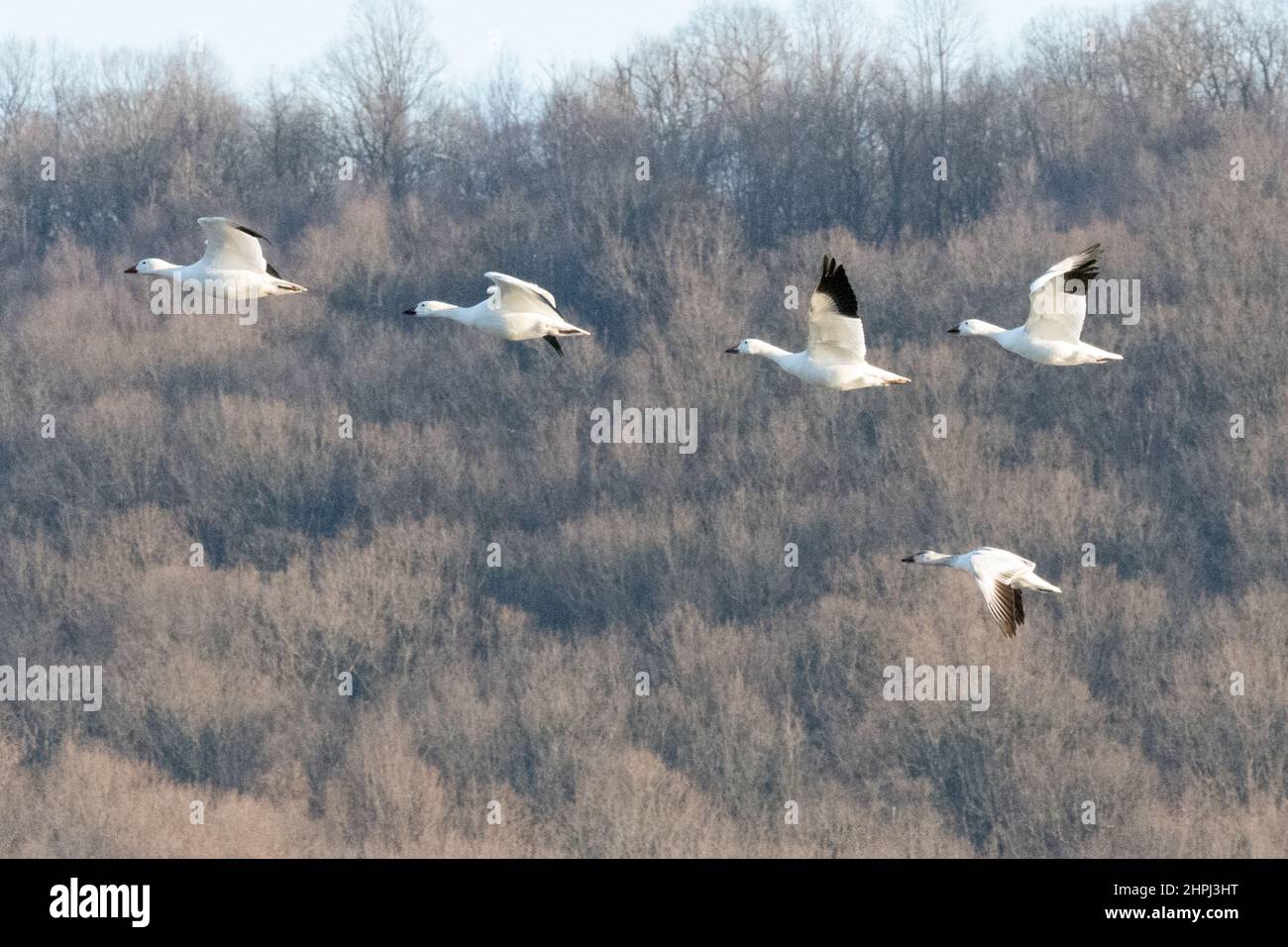 Oies des neiges volant Anser caerulescens / oiseaux aquatiques des oies des neiges affluent vers le nord pour le parc national Spring Middle Creek Reservoir en Pennsylvanie. Migration annuelle des oies des neiges avec divers oiseaux au décollage et à l'atterrissage - Banque D'Images