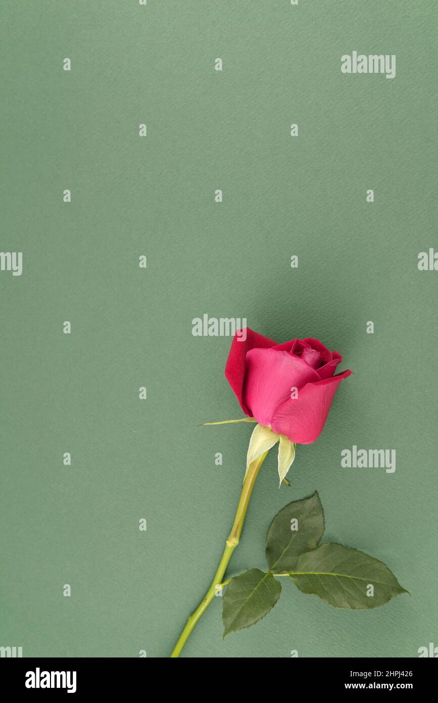 Rose rouge boron fleur naturelle organique tige plate Lay top View on muet neutre vert texture résumé fond avec espace. Banque D'Images