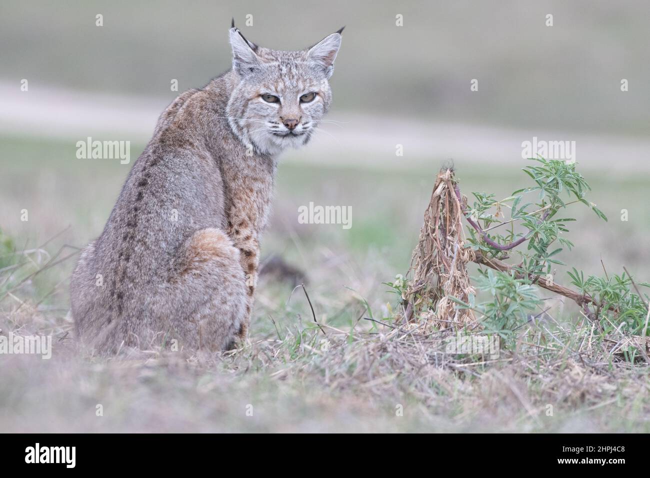 Un chat femelle décontracté (Lynx rufus) dans un champ en Californie. Banque D'Images